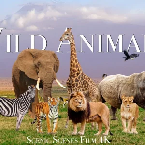 '{Category}' kategorisindeki 'Amazing Scene of Wild Animals In 4K - Scenic Relaxation Film' medyası